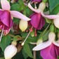 Fuchsia Trailing La Campanella