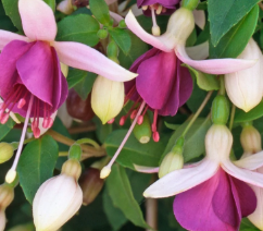 Fuchsia Trailing La Campanella