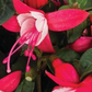 Fuchsia Upright