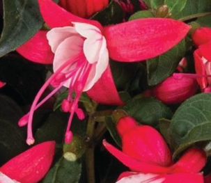 Fuchsia Upright