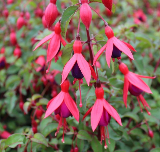 Fuchsia 'Mrs Popple'