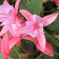 Fuchsia 'Rose Fantasia'
