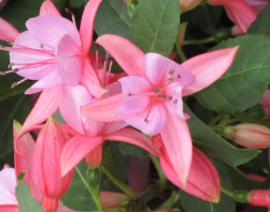 Fuchsia 'Rose Fantasia'