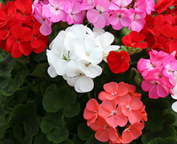 Geranium