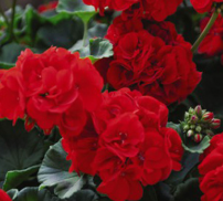 Geranium
