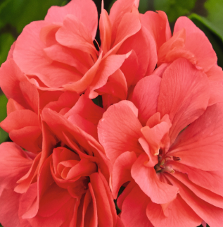 Geranium