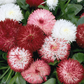 Habanera English Daisy Rose (Bellis Perennis)