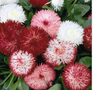 Habanera English Daisy Rose (Bellis Perennis)