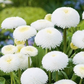 Habanera English Daisy White (Bellis Perennis)