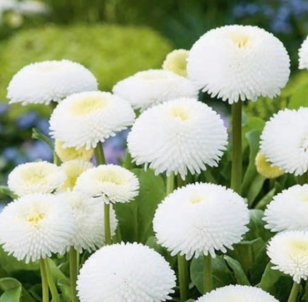 Habanera English Daisy White (Bellis Perennis)