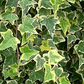 Hedera helix 'Goldchild'