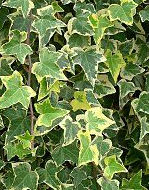 Hedera helix 'Goldchild'