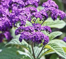Heliotropium Honey Blue