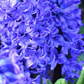 Hyacinth Garden Blue