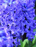Hyacinth Garden Blue