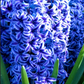 Hyacinth garden blue bulbs