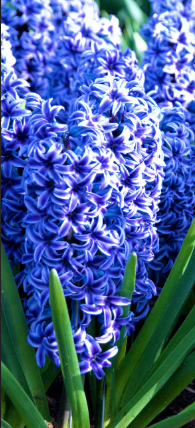 Hyacinth garden blue bulbs