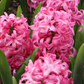 Hyacinth garden pink bulbs