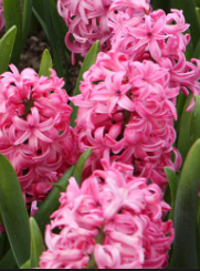 Hyacinth garden pink bulbs
