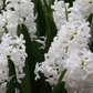 Hyacinth garden white bulbs