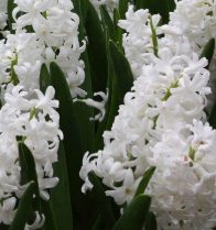 Hyacinth garden white bulbs