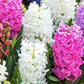 Hyancinth garden mixed bulbs