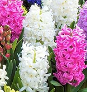 Hyancinth garden mixed bulbs