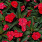 Impatiens Sunpatiens