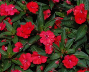 Impatiens Sunpatiens