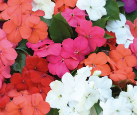 Impatiens