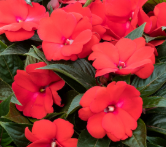 Impatiens