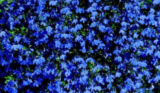 Lobelia