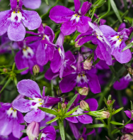 Lobelia
