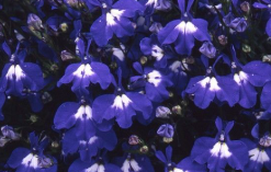 Lobelia
