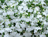 Lobelia