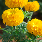 Marigold