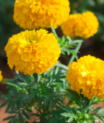 Marigold