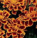 Marigold