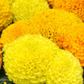 Marigold