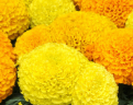 Marigold