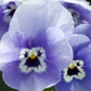 Marina Pansies