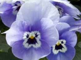 Marina Pansies