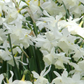 Miniature narcissus Thalia bulbs