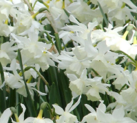 Miniature narcissus Thalia bulbs