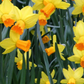 Miniature narcissus jetfire Bulbs
