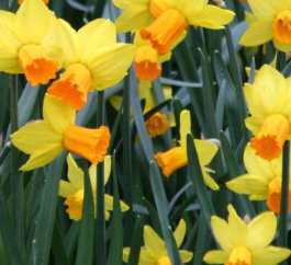 Miniature narcissus jetfire Bulbs