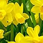 Miniature narcissus quail bulbs