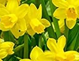 Miniature narcissus quail bulbs