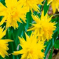 Miniature narcissus rip van winkle bulbs