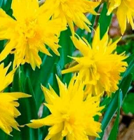 Miniature narcissus rip van winkle bulbs